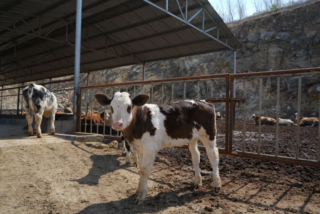 合法養殖場被作為違建拆除怎么賠償？最高法：不低于同類養殖場補償標準！